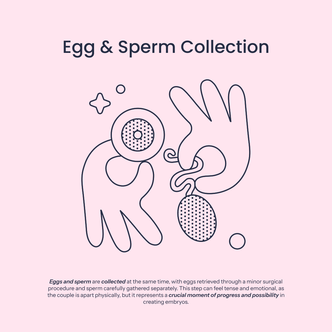 Egg & Sperm Collection Icon