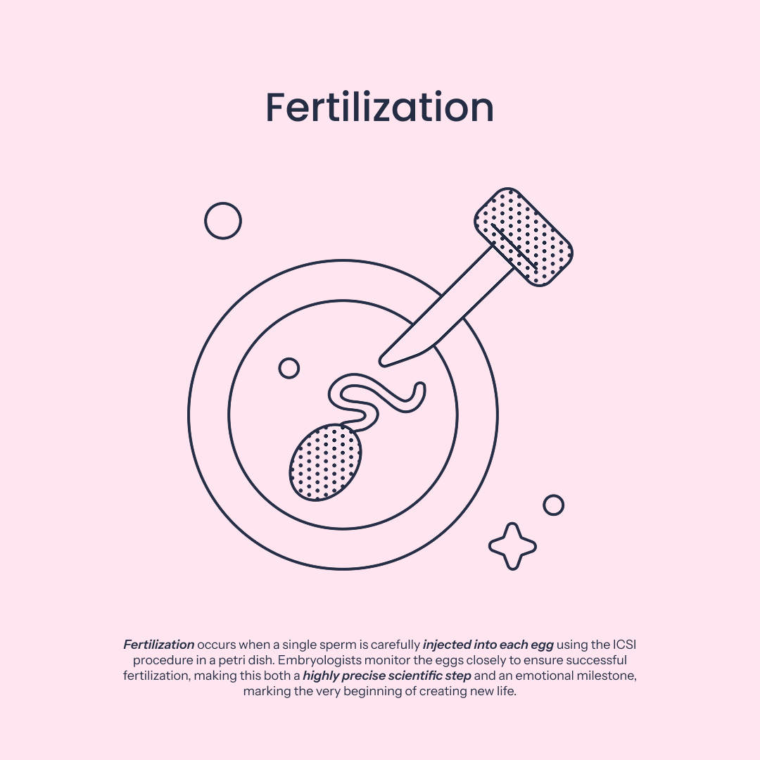 Fertilization Icon