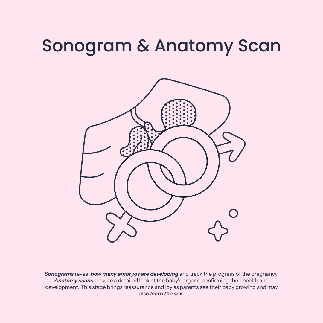 Anatomy Scan Icon